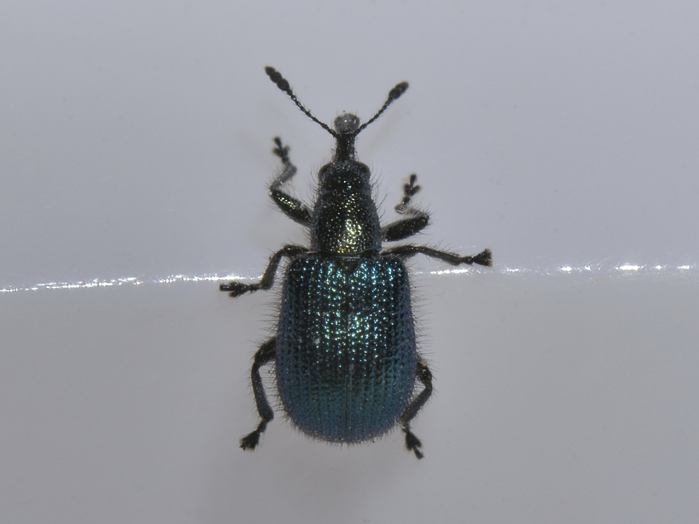 Involvulus o Neocoenorrhinus (Rhynchitidae)